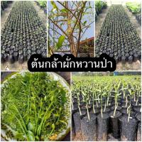 ราคา ต้นกล้าผักหวานป่า 100 ชุด3ต้น พืชเศรษฐกิจยอดฮิต ปลูกขายกำไรงาม ปลูกติดบ้านไว้เก็บกินได้ตลอดปี ต้นพันธุ์แข็งแรง (15187124874)