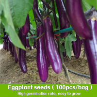 ราคา เมล็ดพันธุ์มะเขือยาว ประมาณ 100เมล็ด Purple Eggplant Seed Organic Vegetable Seeds for Planting เมล็ดมะเขือยาวสีม่วง มะเข (22564519319)