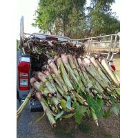 ราคา หน่อกล้วย พันธุ์กล้วยน้ำว้า มะลิอ่อง ชุด 2 หน่อ 55 บาท ปลูกเป็นง่าย ชอบฝนทนแล้ง เก็บผลผลิตใน 7 8 เดือน สุกหวานอร่อย ใช้ทำขนมได้ เช่น ข้าวต้มมัด กล้วยทอด กล้วยตากอบน้ำผึ้ง (24468537531)