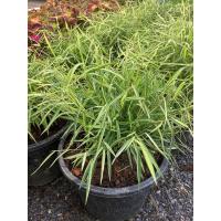 ราคา ต้นไผ่แมว หญ้าไผ่เงิน ไผ่แมว ต้นหญ้าไผ่เงิน ต้นยาแมว ไผ่สำหรับแมว ยาแมว หญ้าให้แมว (17214849439)