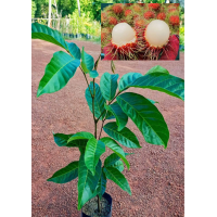 ราคา ต้นเงาะสีทอง เงาะพันธุ์สีทอง เนื้อหวานกรอบอร่อย ต้นพร้อมปลูก สูง 70 80ซ ม แบบติดตา (16872891630)