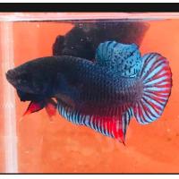 ราคา ปลากัดอินโดสายกัด หนังดีเชิงกัดสวย (22540900323)