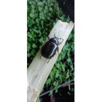 ราคา ด้วงกว่าง ตัวเมีย Lanna Beetle ตัวละ 99 บาท ส่งพร้อมอ้อยทีตัดแล้วหรือสับปะรด กว่าง กว่างเมีย ด้วง ตัวเมีย (20480154871)