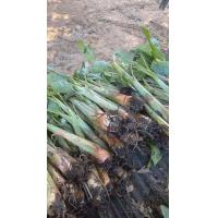 ราคา กล้วยน้ำว้า มะลิอ่อง ชุด 2 หน่อ 55 บาท ปลูกเป็นง่าย ชอบฝนทนแล้ง เก็บผลผลิตใน 7 8 เดือน สุกหวานอร่อย ใช้ทำขนมได้ เช่น ข้าวต้มมัด กล้วยทอด กล้วยตากอบน้ำผึ้ง (24469575439)