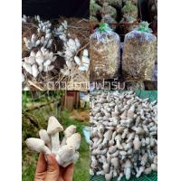 ราคา เชื้อเห็ดโคนน้อยแบบขยายลงฟาง หัวเชื้อคุณภาพ ชุด5ก้อน แถมฟรี อาหารเสริมบำรุงเห็ด สามารถนำไปหยอดแบบเปิดดอกได้ ดอกใหญ่ แข็งแรง ออกดอกนาน ทำขายได้ราคาดี (17106507758)