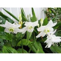 ราคา ว่านกวักนางพญามหาเศรษฐี หรือว่านมหาโชค (9611390169)