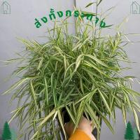 ราคา ต้นไผ่เงิน ไผ่เงิน ต้นหญ้าแมว หญ้าไผ่แมว หญ้าไผ่เงิน อาหารแมว หมา กระต่าย กระถาง 8 นิ้ว (14875488017)