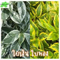 ราคา ต้นใบเงิน ต้นใบทอง 5แถม1 เป็นมงคล ไม้ด่างสวยๆ Caricature Plant Graptophyllum pictum ใบทอง ใบนาก ต้นใบเงินใบทอง (12076316430)