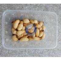 ราคา ด้วงสาคู ด้วงมะพร้าว Sago Beetle ขนาด200g (24019197645)