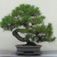 ราคา 25 เมล็ดพันธุ์ Bonsai Seeds เมล็ด สนดำญี่ปุ่น สนญี่ปุ่น บอนไซ JAPANESE BLACK PINE Seed อัตราการงอก 80 85 (11769537015)