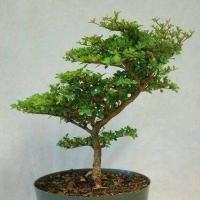 ราคา 20 เมล็ด เมล็ดหูกระจง หูกระจง Terminalia ivorensis ต้นหูกระจง แผ่บารมี หูกระจงแคระ ของแท้ 100 อัตรางอก 70 80 มีคู่มือปลูก ปลูกในกระถางได้ (9079509686)