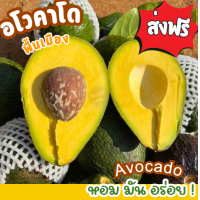 ราคา ถูกมาก 1 kg พร้อมส่ง อะโวคาโด avocado อโวคาโด้ อโวคาโด อโวคาโด้ อโวคาโด้สด อโวคาโดสด สดจากไร่ อโวคาโด้ พื้นเมือง อะโวคาโด อะโวคาโด้ อะโวคาโดสด อะโวคาโด้สด เหนียวมันอร่อยมาก อโวคาโดส่งฟรี อโวคาโด้ส่งฟ 