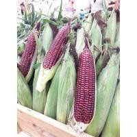 ราคา เมล็ดใหม่ 100 เมล็ด ของแท้ 100 เมล็ดพันธุ์ข้าวโพดหวานสีแดงราชินีทับทิมสยาม ทานสด Dr Pek (11804214301)