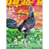 ราคา ไข่ไก่ชน ลูกแสนกล 70ล้าน ผสมแม่สายโกเซ้ม 1ฟอง (11374573195)