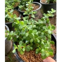 ราคา ต้นคลาสซูล่าหรือต้นเศรษฐีดูดทรัพย์ Crassula Ovata Jade Plant ไม้ประดับไม้มงคลนิยมปลูกไว้ในบ้าน เพื่อเสริมโชคลาภดูดเงินทองเข้าบ้าน กระถาง8นิ้ว (9143468732)