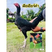 ราคา ไข่เชื้อแม่เยียร์ดำ ผสม พ่อเยียร์เรด้า พม่าเปรูรำวง (17347386202)