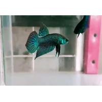 ราคา ปลากัดป่า 4 ภาค ปลากัดมหาชัย ปลากัดแก้มแดง ปลากัดใต้ สีสันสวยงาม (24652173436)