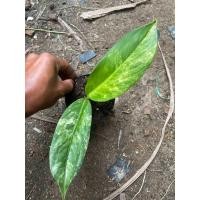 ราคา เศรษฐีวิลสันด่าง Dieffenbachia Variegated (21764323459)