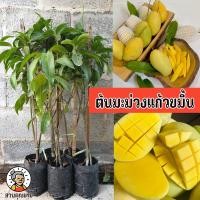ราคา ต้นมะม่วงแก้วขมิ้น ขนาด 65 100 ซม มีลักษณะคล้ายมะม่วงแก้วของไทย แต่ลูกใหญ่กว่า รับประทานได้อร่อยทั้งผลดิบและสุก เนื้อแน่นละเอียด (21173611159)