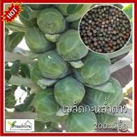 ราคา 100 เมล็ด กะหล่ำดาว Brussel Sprouts กะหล่ำดาว เมล็ดพันธุ์กหล่ำดาว เมล็ดกะหล่ำดาว กระหล่ำดาว (14305819536)