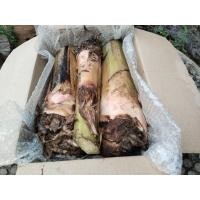 ราคา หน่อกล้วยน้ำว้ามะลิอ่อง หน่อใบดาบ จากสวนเกษตรโดยตรง หน่อสวย แข็งแรงสมบูรณ์ ชุดละ 5 หน่อ (22544453739)