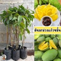 ราคา ต้นมะม่วงแก้วขมิ้น ขนาด 65 100 ซม กรอบอร่อย อมเปรี้ยวนิดๆ รับประทานได้อร่อยทั้งผลดิบและสุก (22587714476)