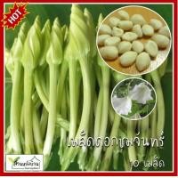 ราคา 10 เมล็ด ชมจันทร์ พระจันทร์ ชมดึก ดอกชมจันทร์ ดอกพระจันทร์ ดอกชมดึก เมล็ดดอกชมจันทร์ เมล็ดดอกพระจันทร์ เมล็ดดอกชมดึก (10049878516)