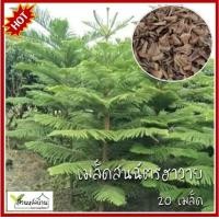 ราคา 20 เมล็ด สนฉัตรฮาวาย เมล็ดสนฉัตรฮาวาย เมล็ดสนฉัตร เมล็ดสน สนฉัตร Araucaria heterophylla (17700952984)