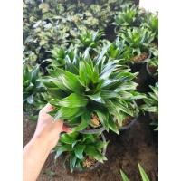 ราคา ต้นวาสนา9ชั้น พร้อมกระถาง 6 นิ้ว ต้นไม้มงคล ฟอกอากาศ ต้นไม้ที่เสริมความโชคดี สมกับชื่อวาสนา9ชั้น ต้นไม้แห่งโชคลาภวาสนา (23500796834)