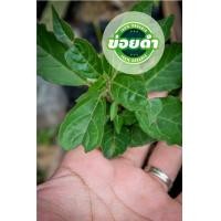 ราคา ต้นข่อยดำ ข่อยดำ พร้อมจัดส่งทั่วประเทศ (15294432855)