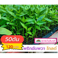 ราคา ต้นกล้า พริก อัมพวา โกลด์ พริกขี้หนูลูกผสม 50 ต้น (13797791834)