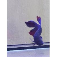 ราคา ปลากัดแปดริ้ว ปลากัดหม้อ ปลากัดเก่ง ปลาหัวบ่อ อายุ 4 5 เดือน พร้อมส่ง (23211104934)