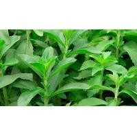 ราคา เมล็ดหญ้าหวาน แบ่งขาย ชุด 50 เมล็ด และ 100 เมล็ด Stevia 50 and 100 seed (22655360693)