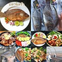 ราคา บองนัว ปลานิลร้า 400 กรัม แพ็ค 1 ตัว ตัวใหญ่ เนื้อแน่น (23302025841)