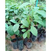 ราคา ต้นลูกพลับญี่ปุ่น (21149946493)