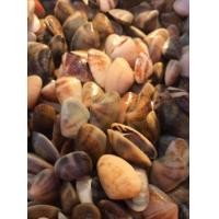 ราคา หอยเสียบดองน้ำปลากวนหวานน้ำหนักเนื้อ 500กรัม รสชาติ หวานเค็มกำลังดี (22287715204)