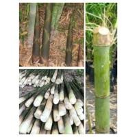 ราคา ต้นไผ่เลี้ยงน้อง ไผ่เลี้ยงหวาน ไผ่เลี้ยง 3 ฤดู ออกหน่อตลอดทั้งปี (3901722165)