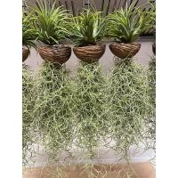 ราคา โมบายเคราฤาษีพร้อมแขวน โมบายเคราใส่ลูกตีนเป็ด สำหรับตกแต่งสวน เคราฤาษี มอสสเปน ไม้ฟอกอากาศกรองฝุ่น pm 2 5 ม่านบังแดด เคราฤาษี (22860531441)