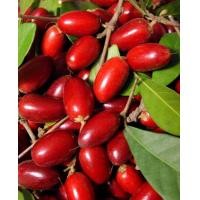 ราคา ต้นมหัศจรรย์หรือมิราเคิลเป็นผลไม้มหัศจรรย์มีรสชาติหวาน (19502347978)