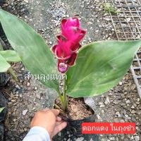 ราคา บัวสวรรค์ ต้นกระเจียว ปทุมมา กระเจียว แดงอิมพีเรียล ดอกกระเจียว ต้นบัวสวรรค์ ไม้ดอก ต้นจริงพร้อมดอก สวนลุงแท็ค (24527121331)