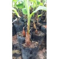 ราคา หน่อพันธุ์กล้วยงาช้าง ถุงดำ (24367407229)