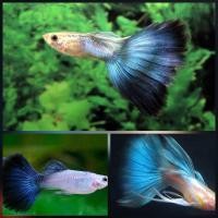 ราคา 2ต สวยงามมาก อาหารปลาดีโทนฟ้า นิยมมากตอนนี้ คละสีคละเพศลายสวยๆ อาหารปลา ปลาหางนกยูงต เกรดA (24511263666)