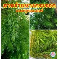 ราคา สาหร่ายหางกระรอก ต้นยาวแข็งแรง 500 กรัม (21225065252)
