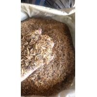 ราคา แกลบข้าว แกลบข้าวเปลือก แกลบดิบ Rice Husk บรรจุเต็มกระสอบละ 89 บาท ขนาด 8 9 กิโลกรัม แกลบปลูกต้นไม้ นำไปปรับปรุงดิน ทำเป็นปุ๋ยหมัก เพิ่มประสิทธิภาพการอุ้มน้ำและเก็บกักสารอาหารของดิน แกลบดิบใช้ผสมเพื่อ