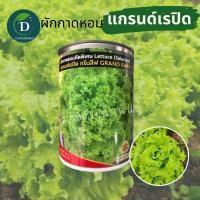 ราคา เมล็ดผักกาดหอม ผักสลัด ผักกาดหอม แกรนด์เรปิด ขนาด 50 กรัม สลัด Grand rapid เมล็ดผักสลัด เมล็ดผักกาดหอม (18891237043)