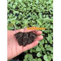 ราคา ต้นกล้าคะน้าฮ่องกง ต้นกล้าผักสวนครัว ต้นกล้าคะน้าเห็ดหอม ต้นกล้าคะน้ายอด ต้นกล้าผักพร้อมปลูก (24413069766)