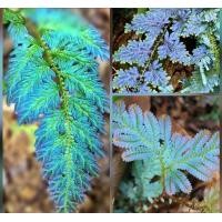 ราคา ต้นเฟิร์นสีฟ้า เฟรินกนกนารีสีฟ้า เฟินกนกนารี ส่งทั้งกระถาง (20643454631)