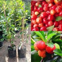 ราคา ต้นเชอรี่ พันธุ์ไทย ต้นตอนกิ่ง (23771614383)