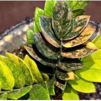 ราคา กวักมรกตดำด่างชมพู มีรากแล้วทุกใบ ใบดำในกอด่าง เชื้อด่าง 100 คัดเฉพาะใบสีดำ ตัดแยกในกอด่าง ราคาแบ่งเลยจ้า (18891993640)