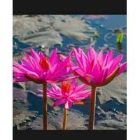 ราคา เหง้าบัวแดง กินสาย (17456795517)